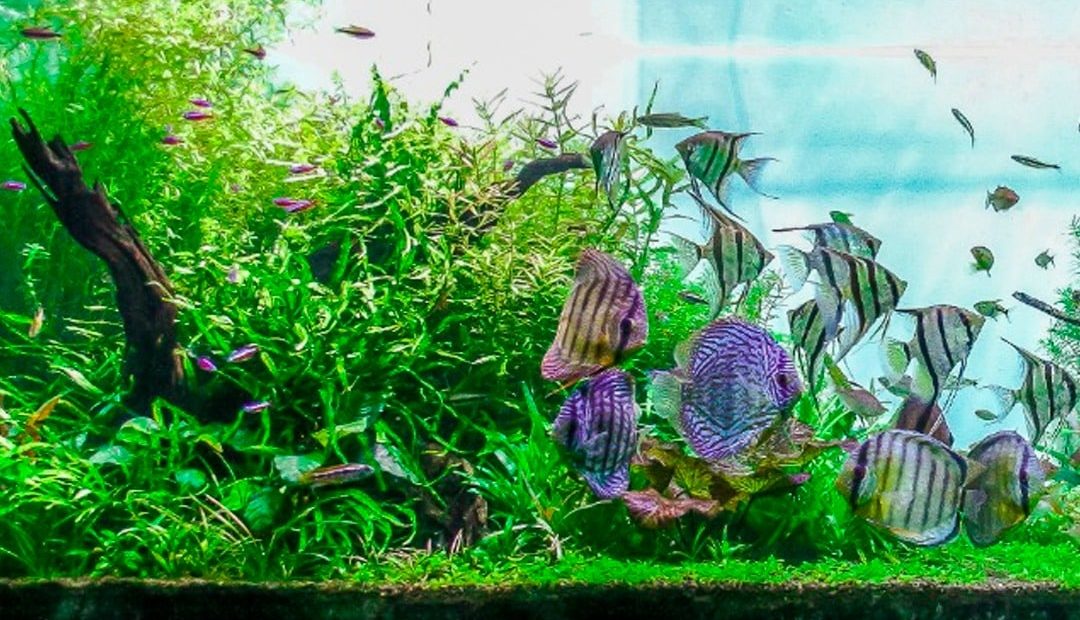 Conheça 10 espécies de plantas para aquário