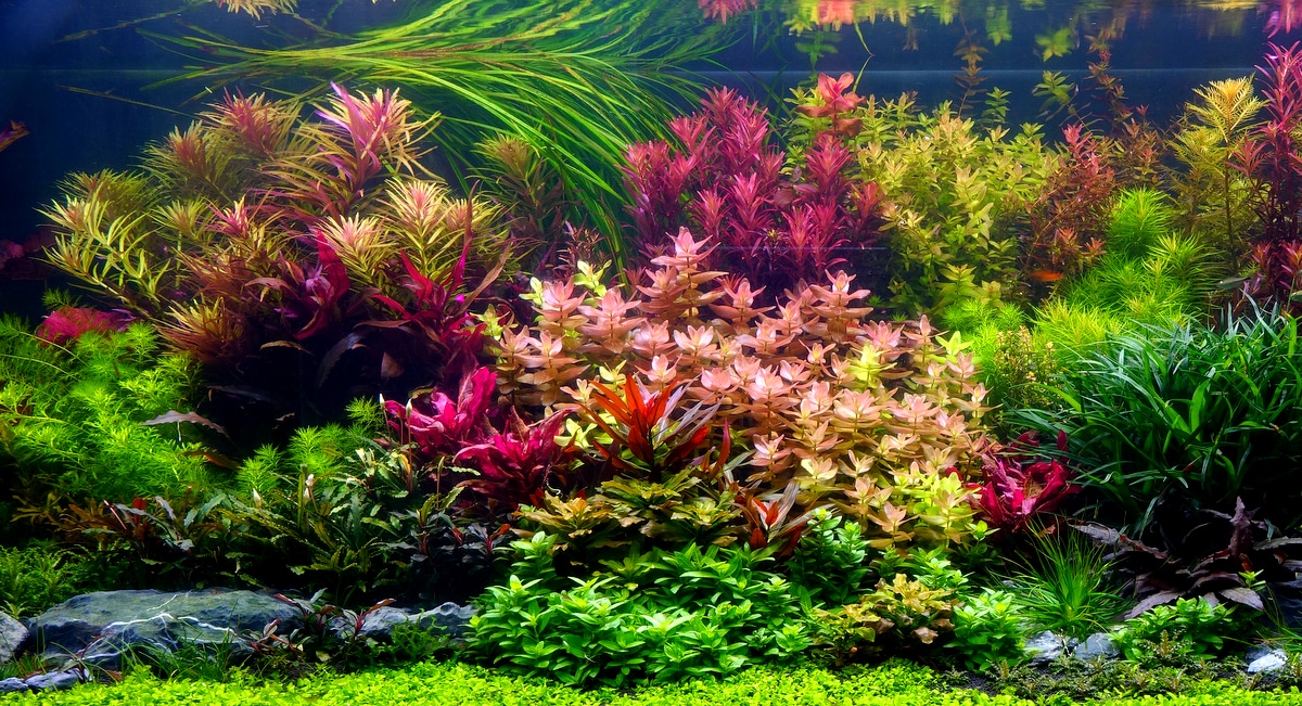 Funções da planta aquática aos peixes