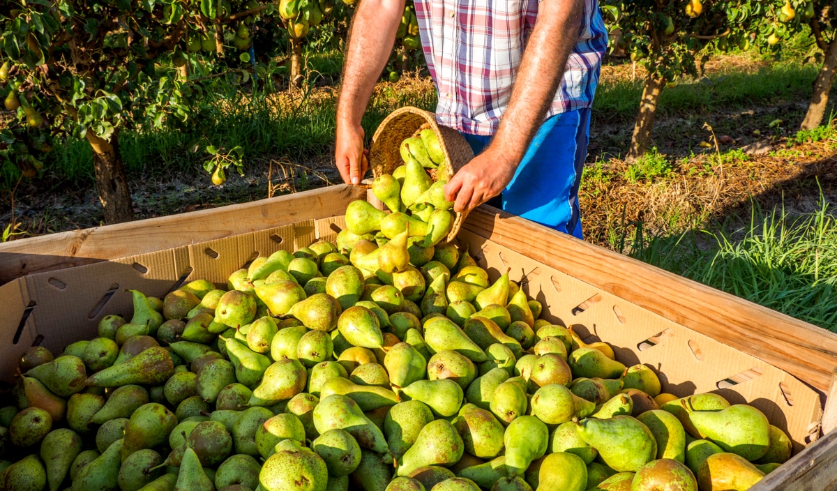 Frutos de pera após colheita