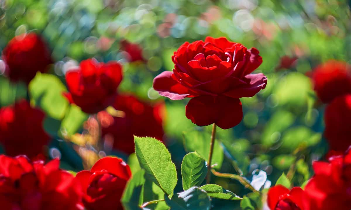 Botões de rosas vermelhas mostrando sua beleza