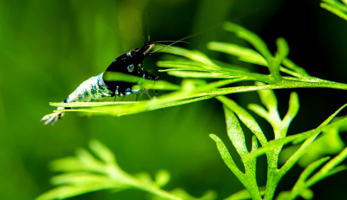 Samambaia d'água é uma das plantas para aquário