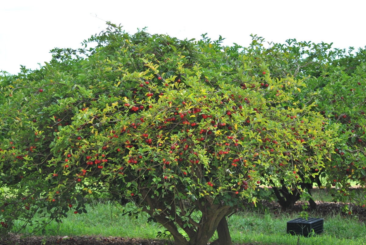 Pé de acerola carregado de frutas em um gramado