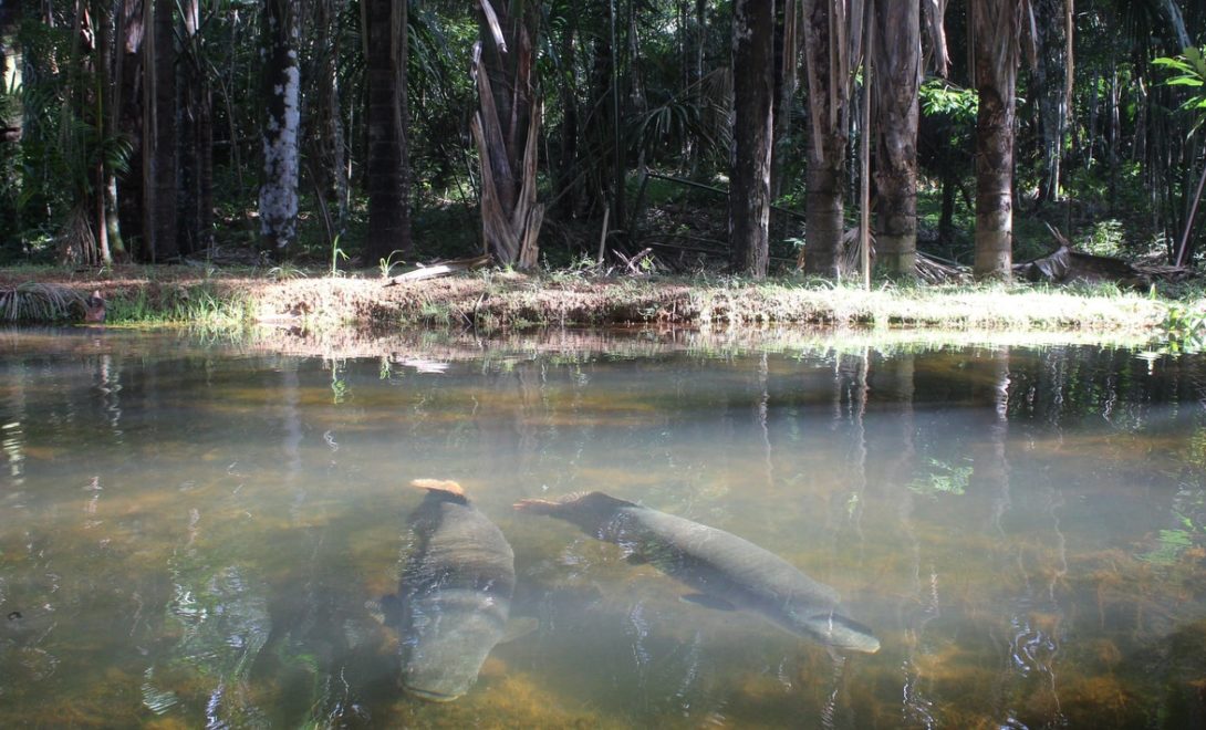 Peixes pirarucu em seu habitat preferido, águas mornas e límpidas