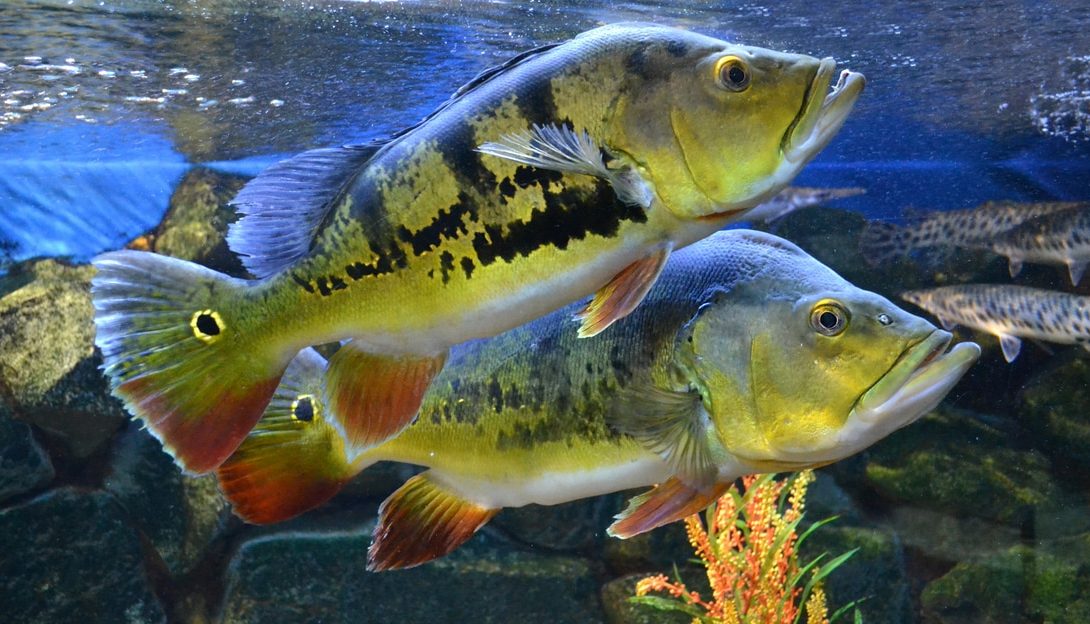 peixes Tucunaré em destaque em águas calmas