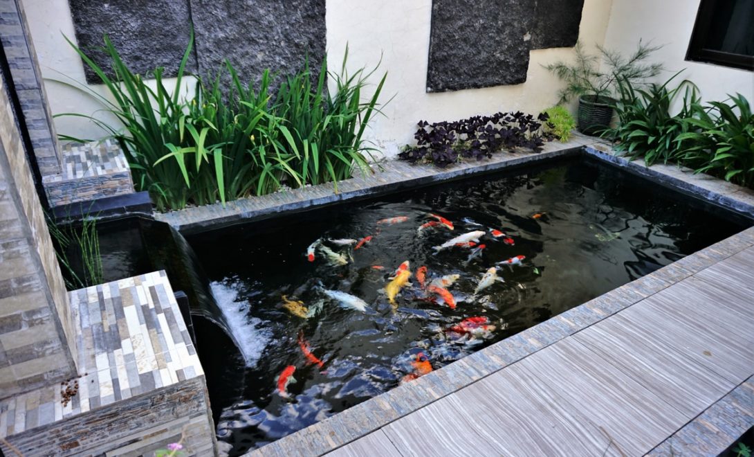Piscina de carpas ornamentais