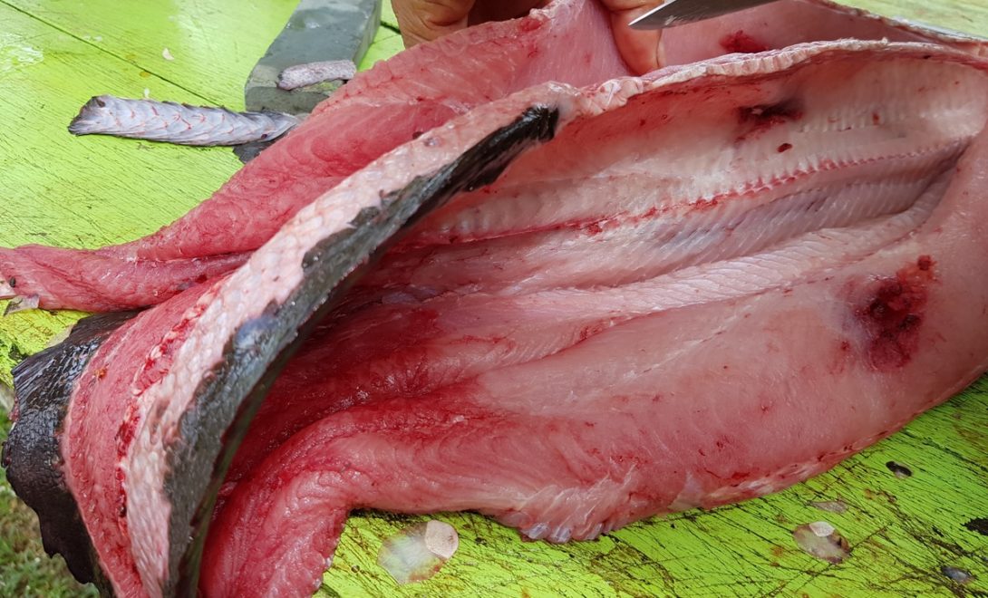 Peixe pirarucu aberto, rendimento de carne