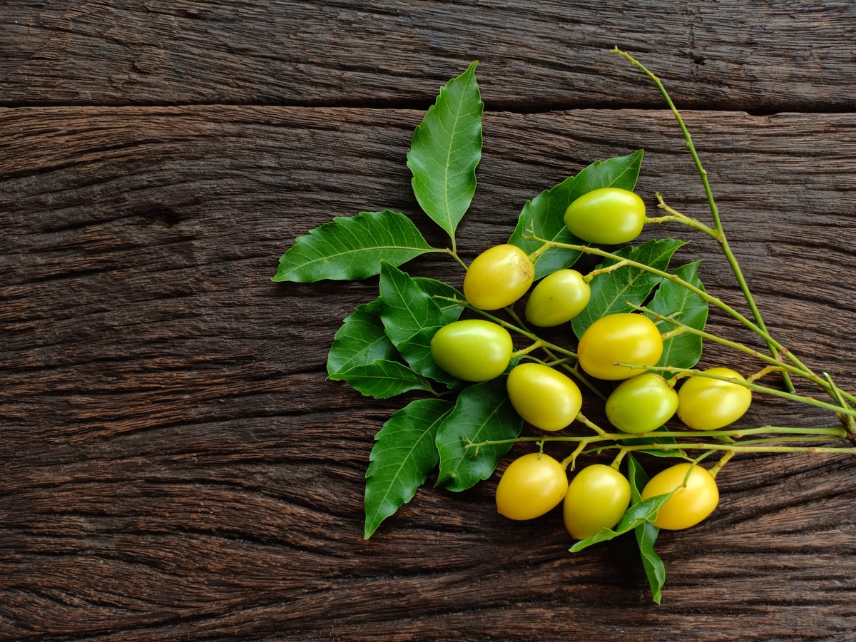 Frutos e folhas de neem sobre mesa de madeira