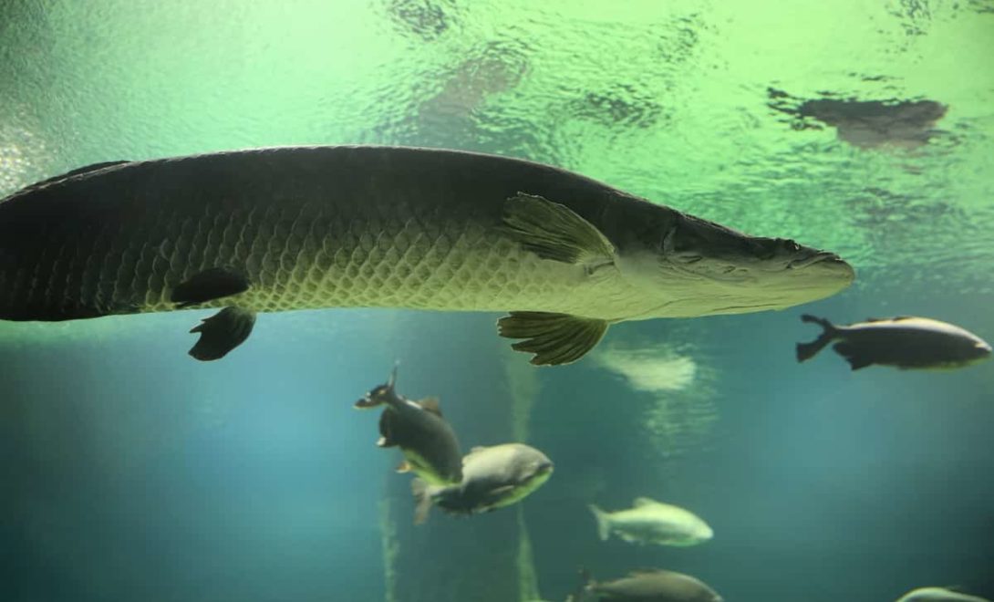 Peixe Pirarucu em água doce