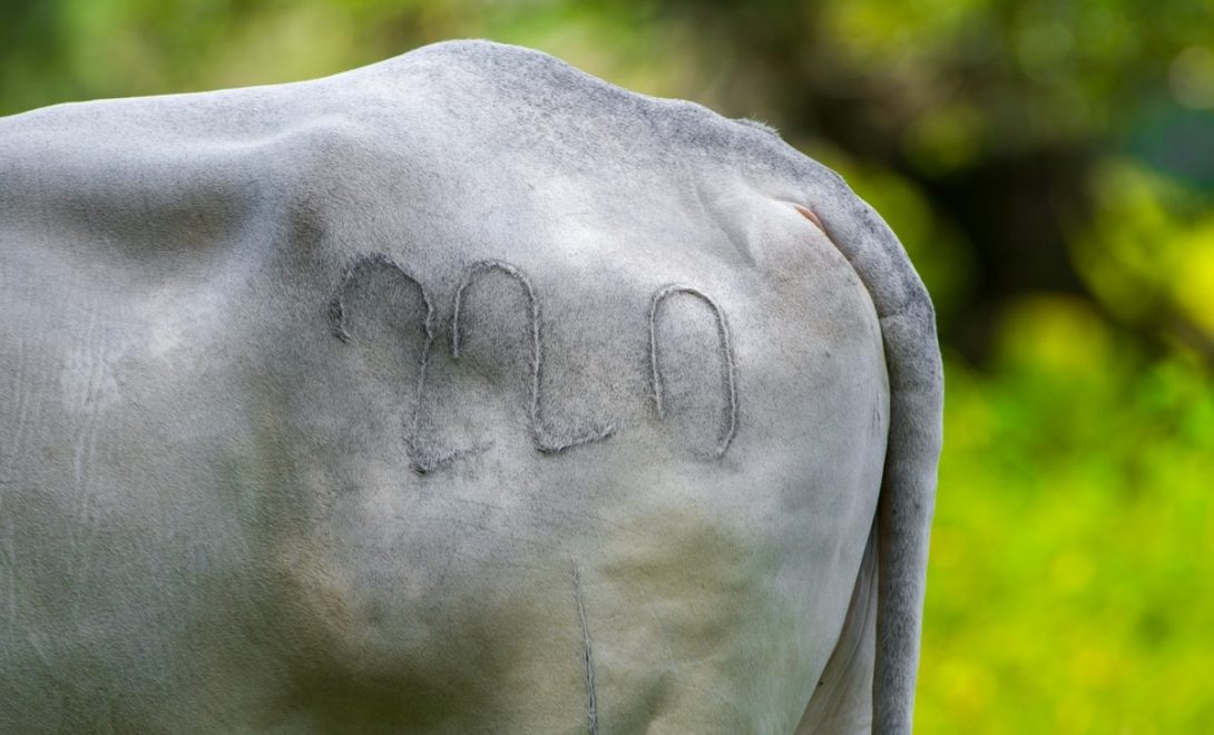 Traseira de bovino identificado com marca a ferro