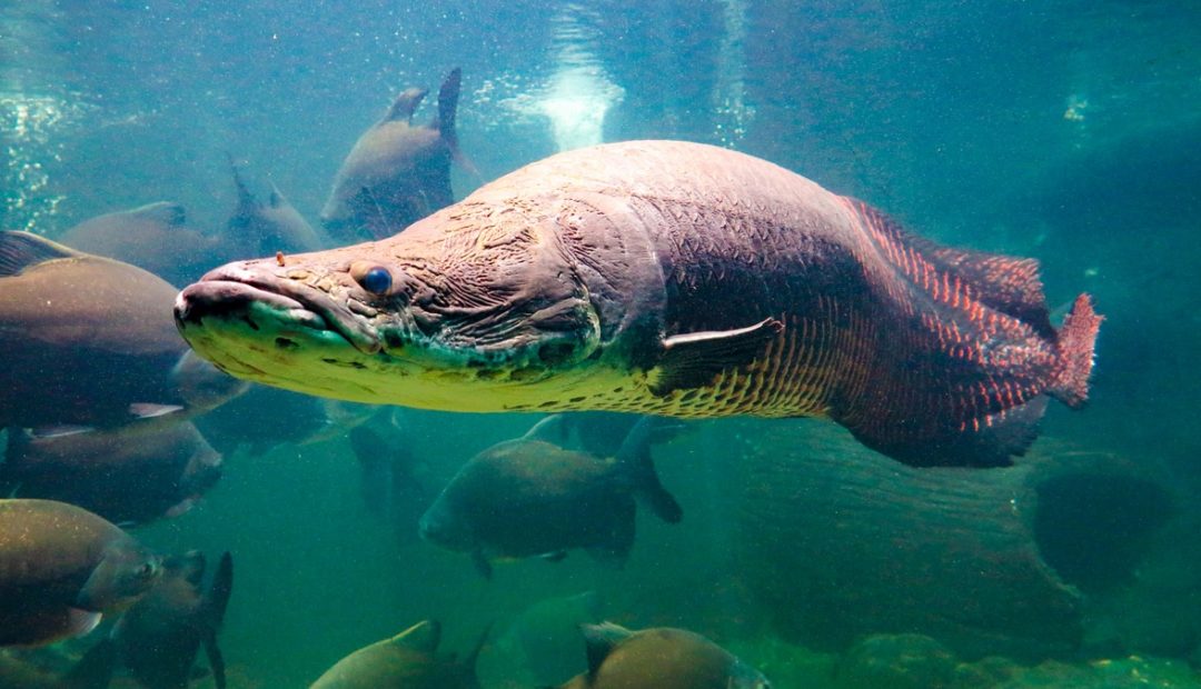 Pirarucu: conheça o gigante de águas doces