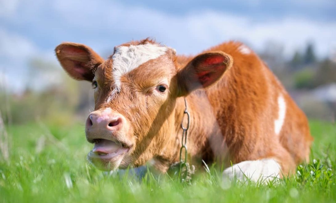 Bezerro com dificuldades respiratórias por provável consumo de plantas tóxicas