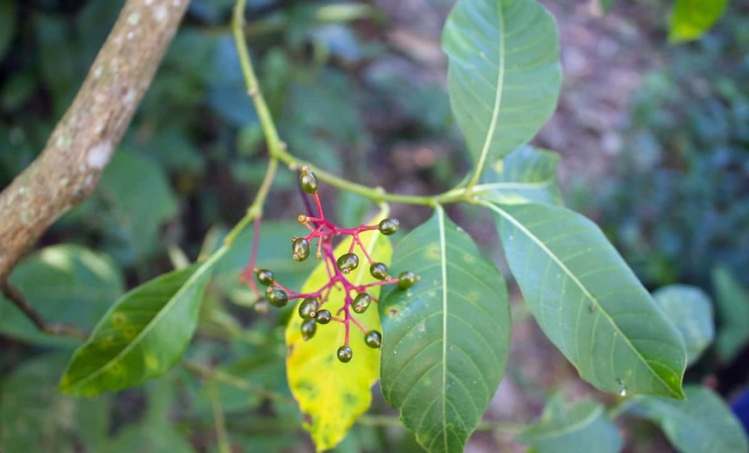 Cafezinho ou Erva de rato é como essa planta tóxica é conhecida e sua toxicidade é altamente letal