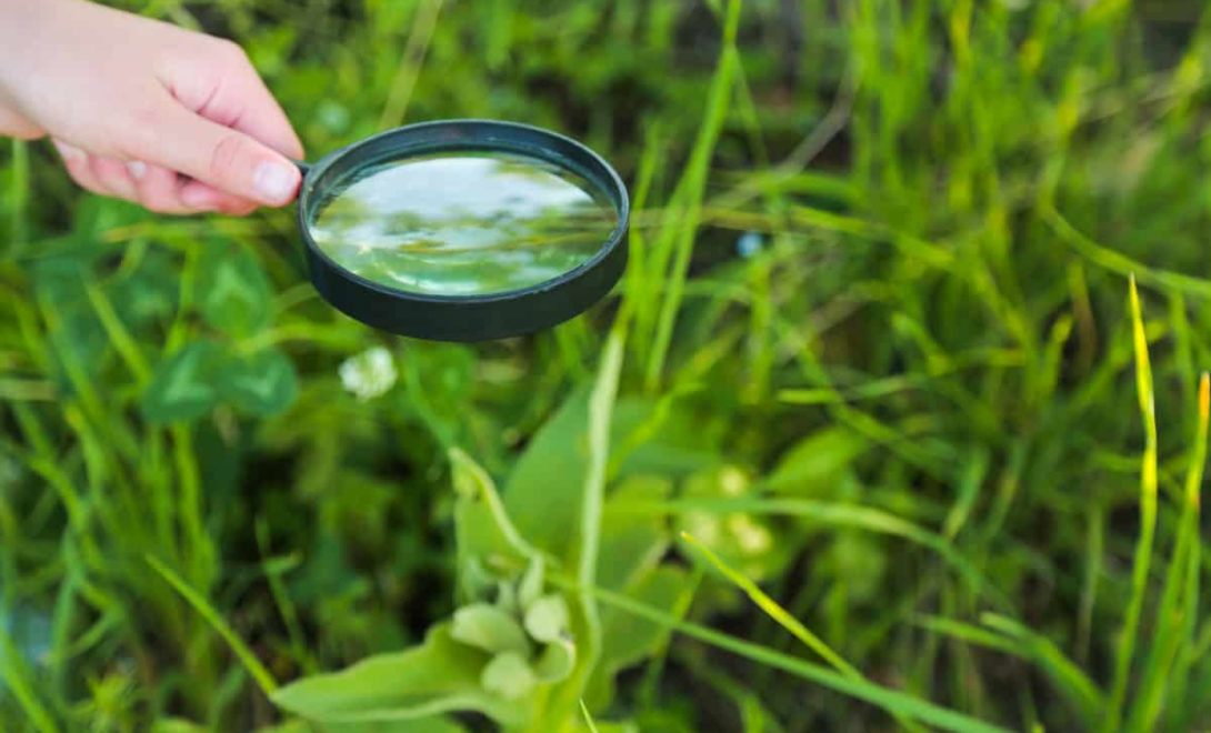 Identificar quais as plantas que o gado tem acesso é muito importante