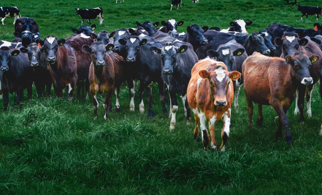 Rebanho da raça Jersolando no pasto
