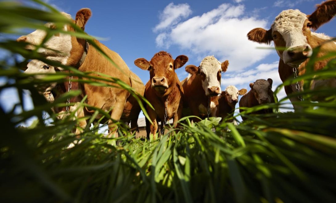 Alimentação do gado no pasto