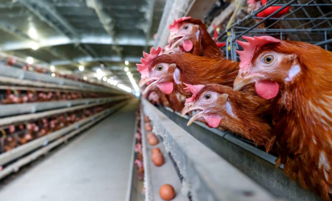 Produção de ovos de galinhas poedeiras de granja