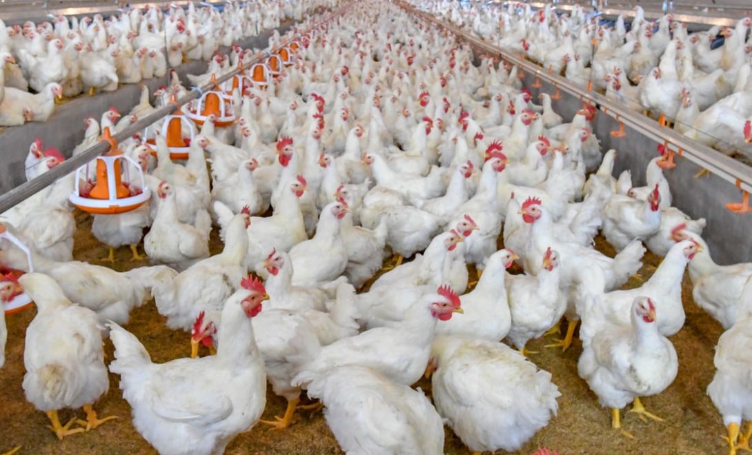 Galpão de galinhas de granja com bebedouro e comedouro bem distribuídos e na altura ideal