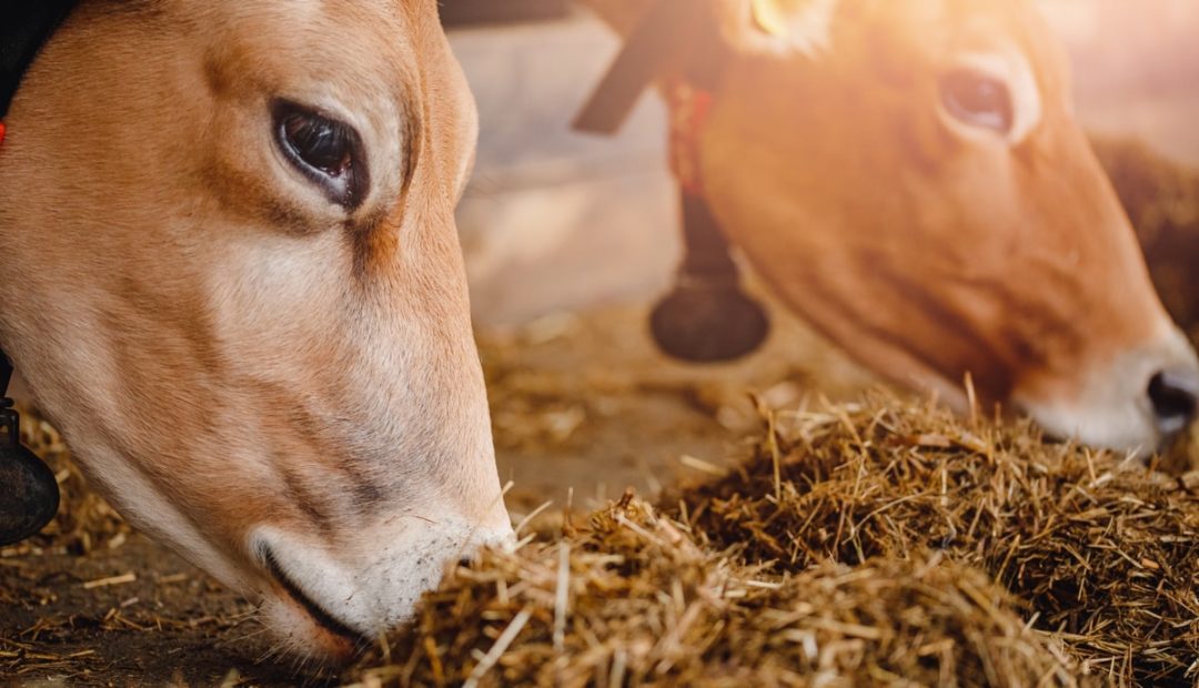 Boas práticas na alimentação do gado