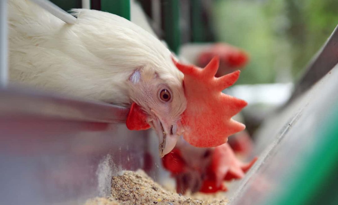 Galinha de granja se alimentando