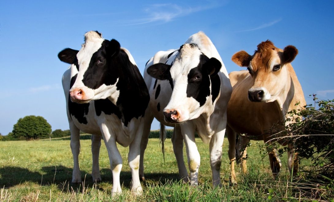Vacas Holandesas e Jersey, cruzamento que origina o Jersolando