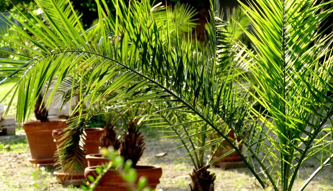 Como plantar e cultivar palmeiras em vasos