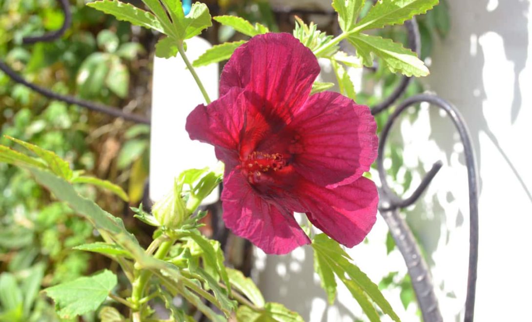 Vinagreira ou flor da jamaica. Planta de uso medicinal e culinário