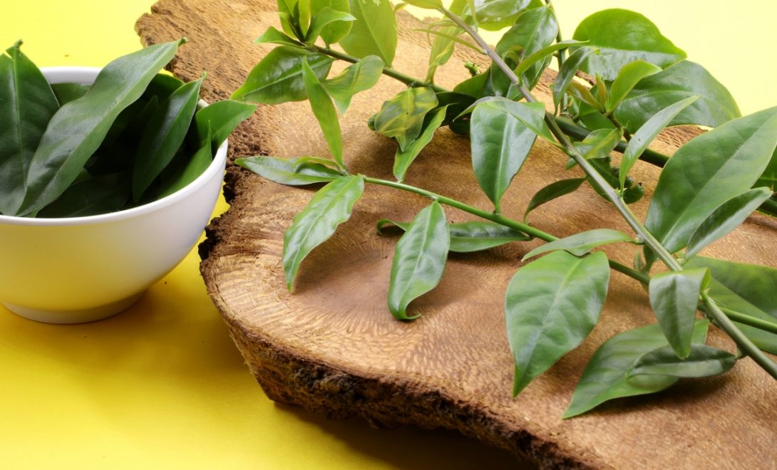 Folhas verdes de ora-pro-nóbis com tigela cheia de folhas higienizadas