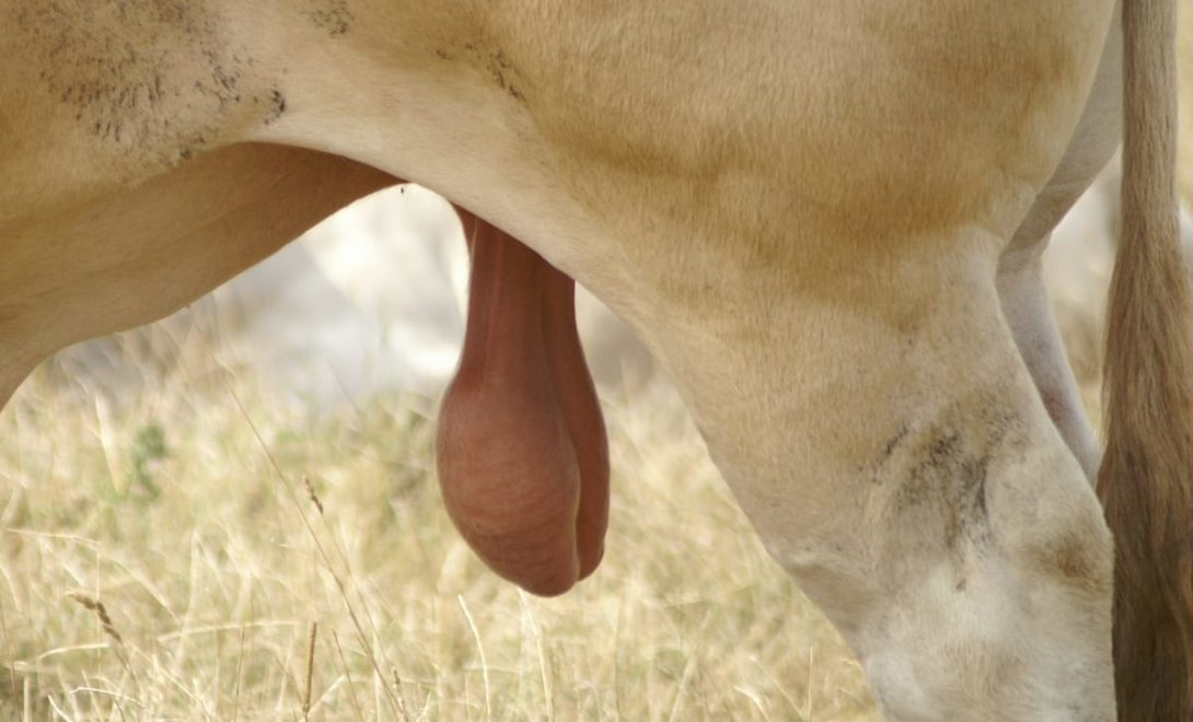 Close nos testículos de um boi