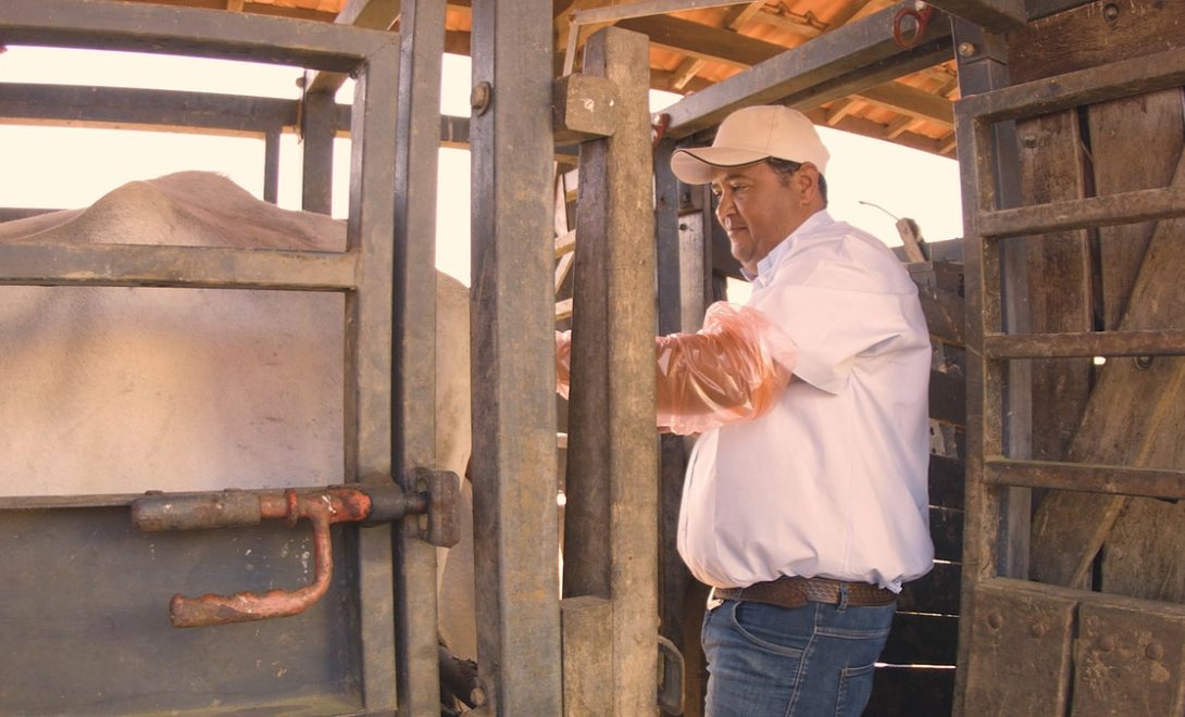 Avaliação ginecológica em vaca para definição do manejo de reprodução