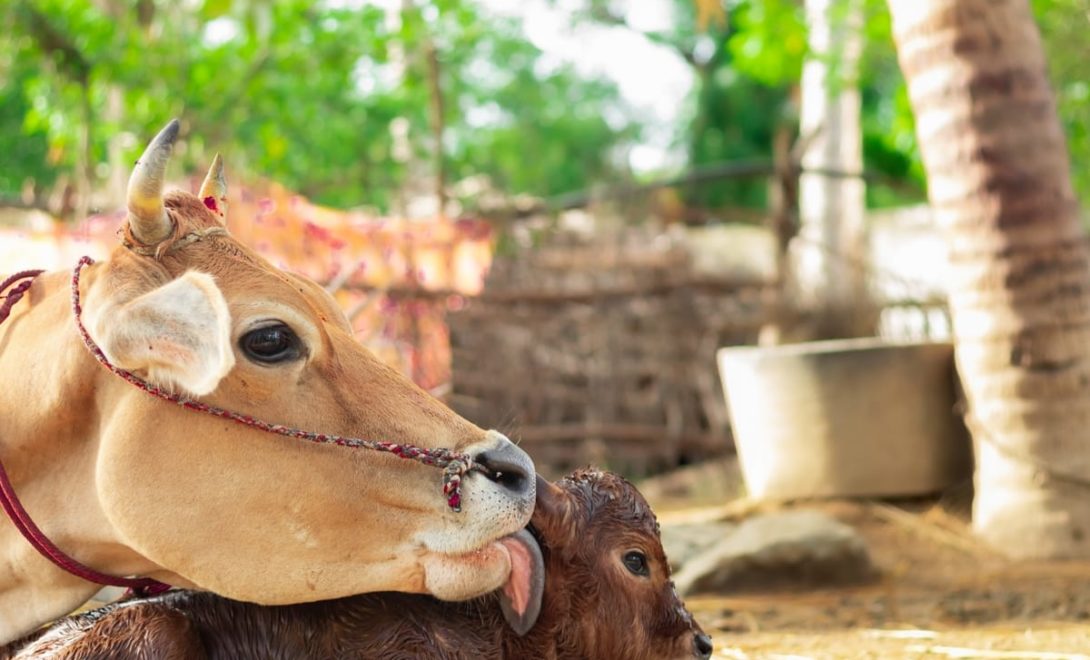 Vaca cuidando de bezerro recém-nascido