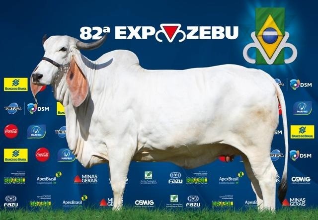 Vaca Indubrasil de alto padrão racial