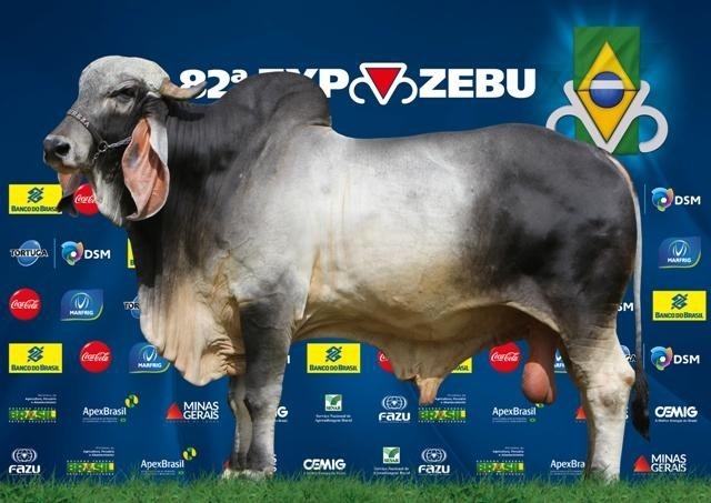 Touro Indubrasil, campeão da ExpoZebu