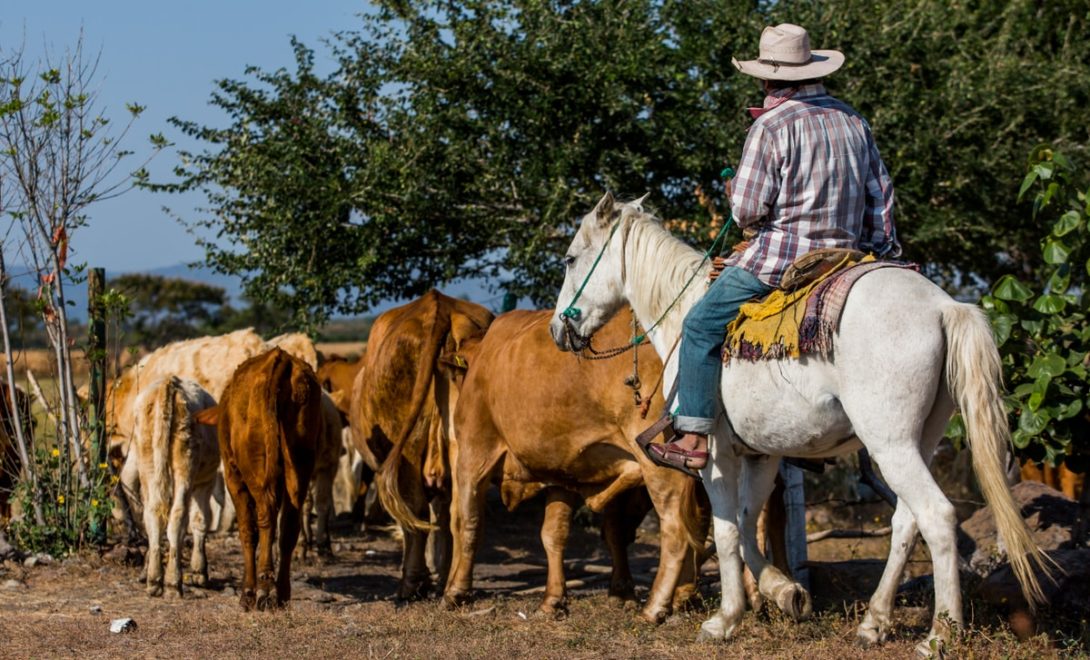Peão tocando o gado pantaneiro em cima de um cavalo branco
