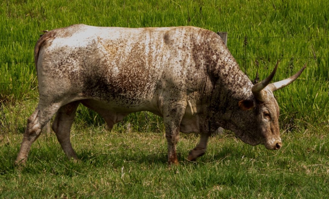 Gado pantaneiro solto a pasto