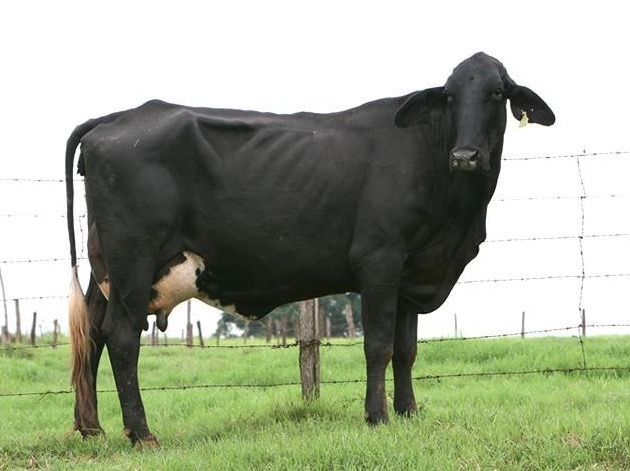 Gado Indolando, cruzamento dirigido para leite e alta resistência, em pasto
