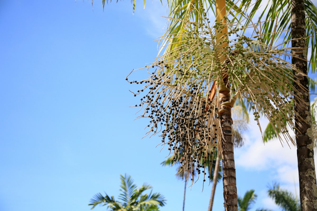 Palmeira açaí com seus frutos e estipe