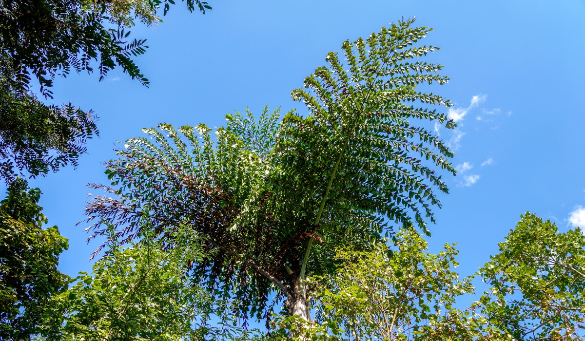 Palmeira rabo de peixe com céu azul ao fundo