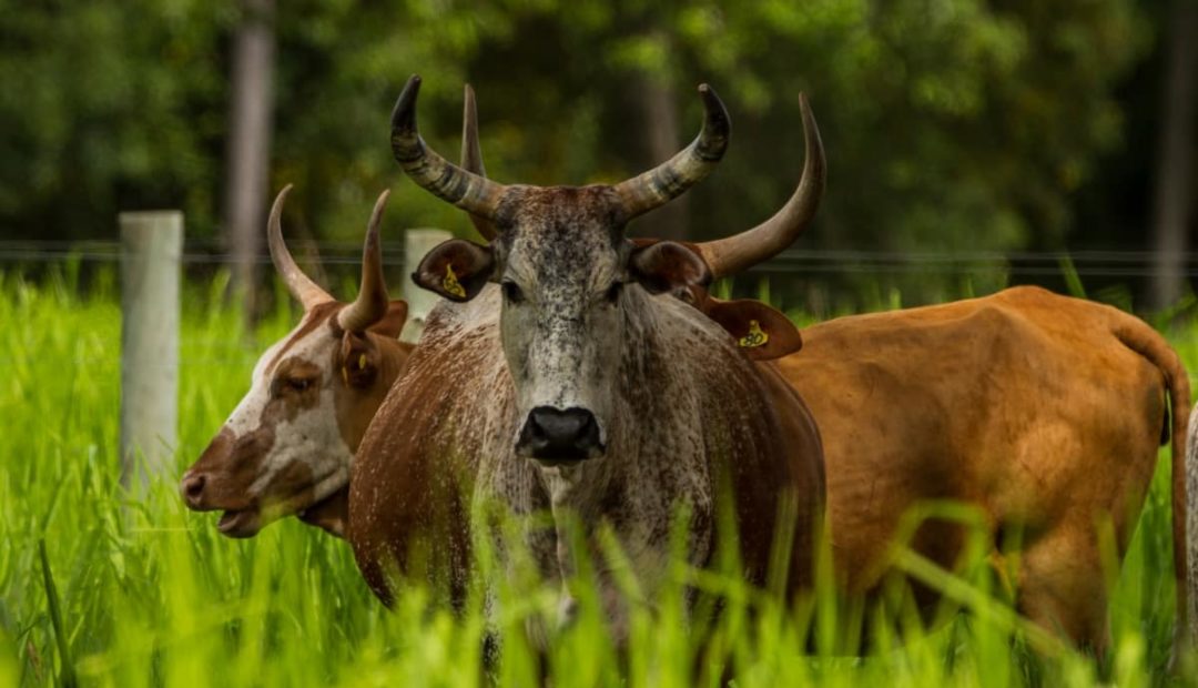 Gado Pantaneiro: patrimônio genético e cultural do Pantanal