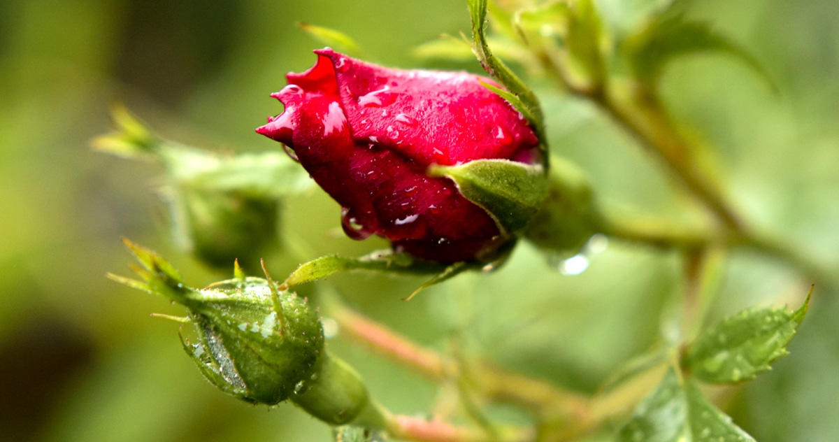 Foco em botões de rosa