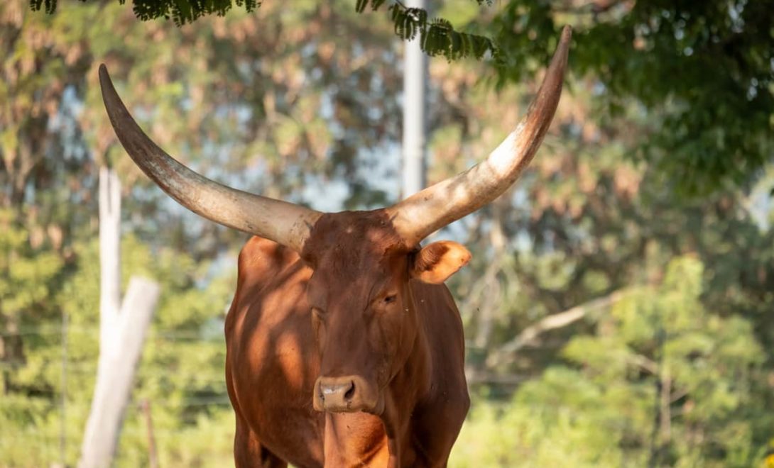 Gado Crioulo Lageano com chifres bem desenvolvidos