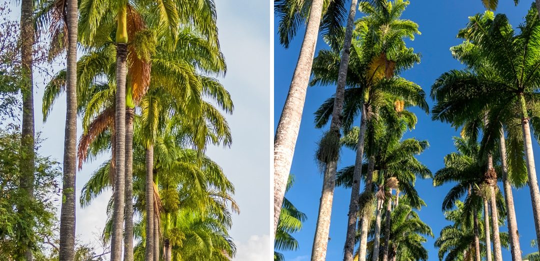 Palmeira real x palmeira imperial: quais as diferenças?