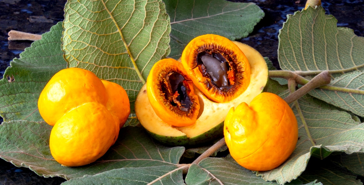 Fruto de pequi aberto, mostrando sua polpa com espinhos próximos ao caroço