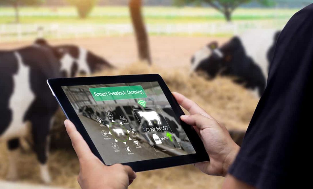 Pessoa segurando um tablet com informações do rebanho e gado se alimentando ao fundo