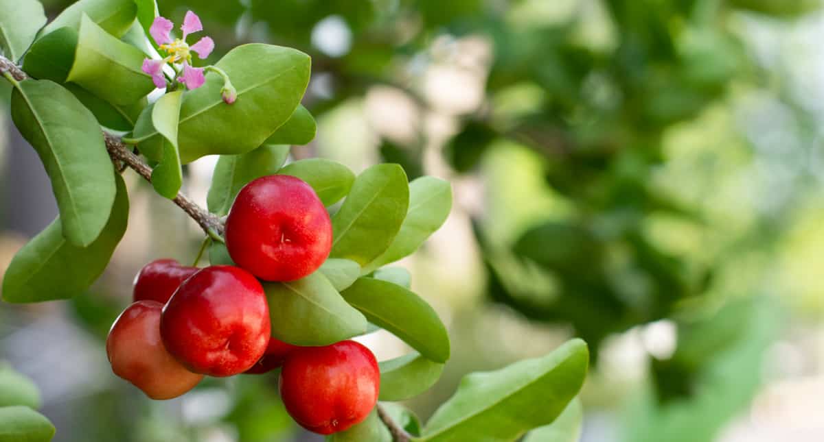 Close em frutas de acerola ainda no pé, com floração lilás em cima