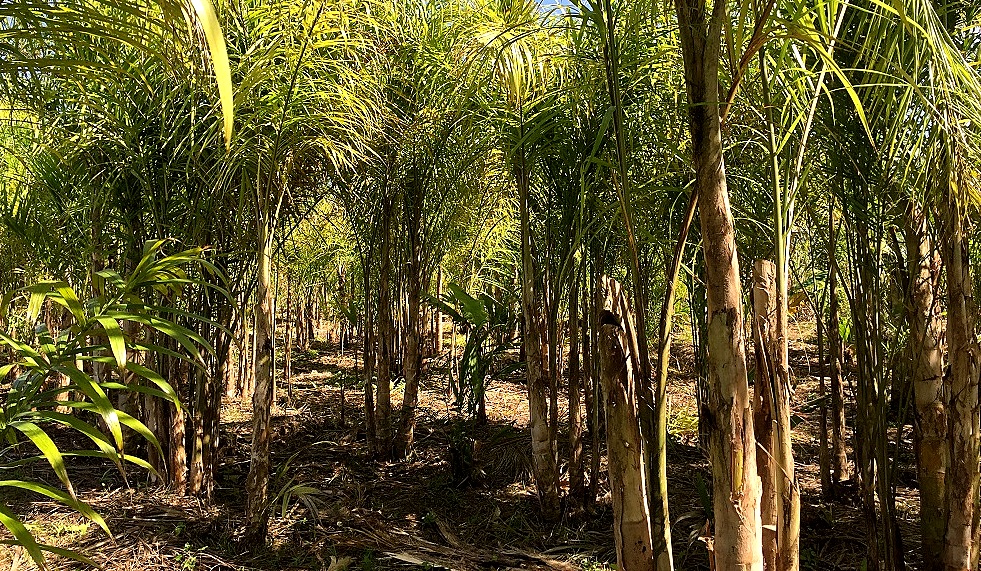 Plantação da espécie de palmeira pupunha