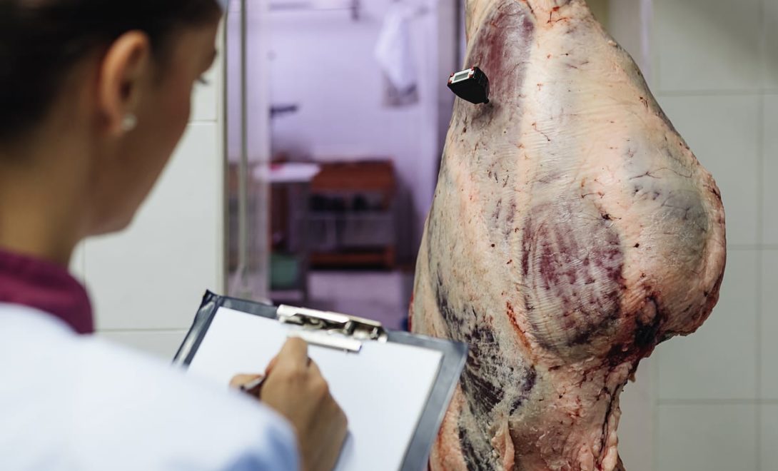 Mulher com prancheta avaliando a sanidade de uma peça bovina