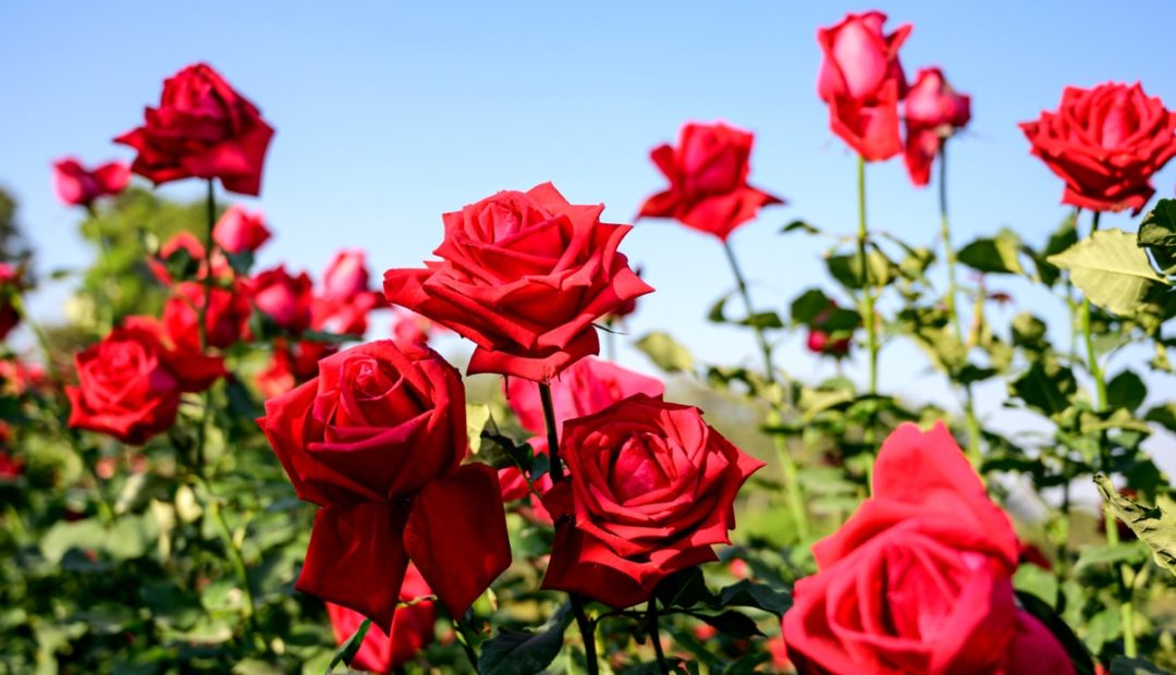 Roseiras: aprenda a cuidar corretamente das suas flores