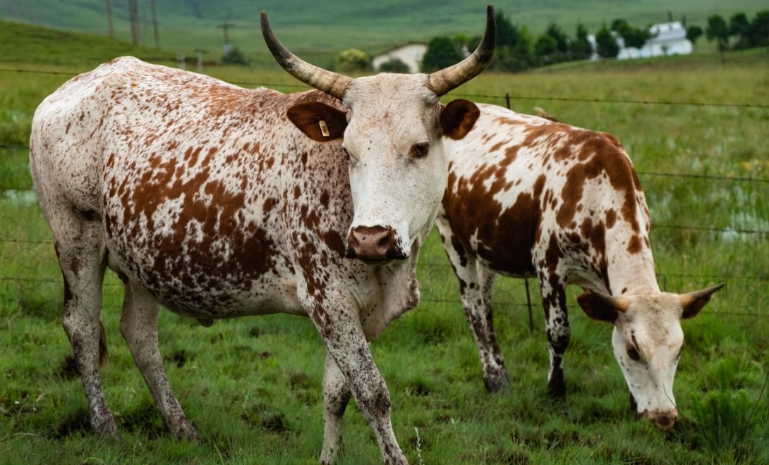 Animais jovens da raça Crioula Lageana pastando