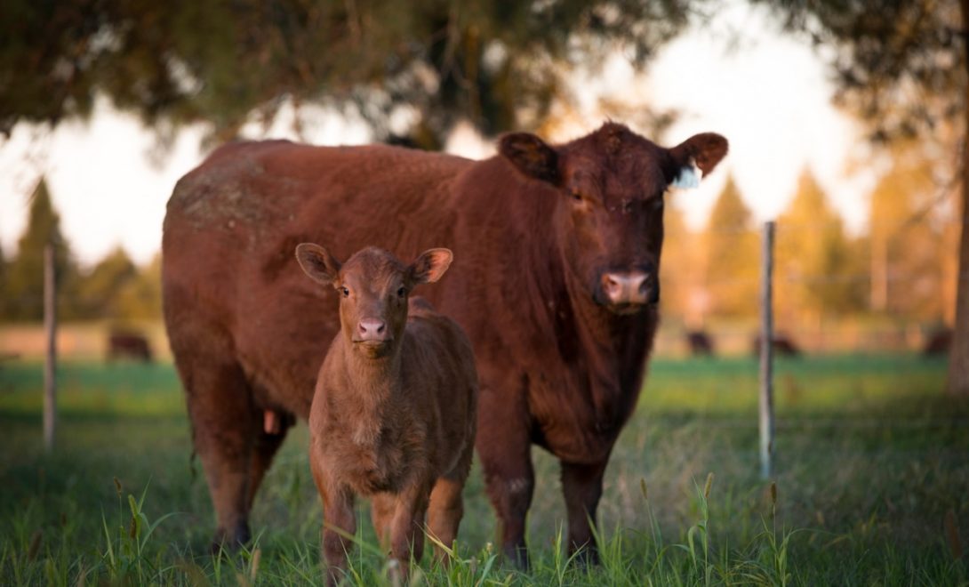 vaca e bezerro angus com boa conformação corporal para corte