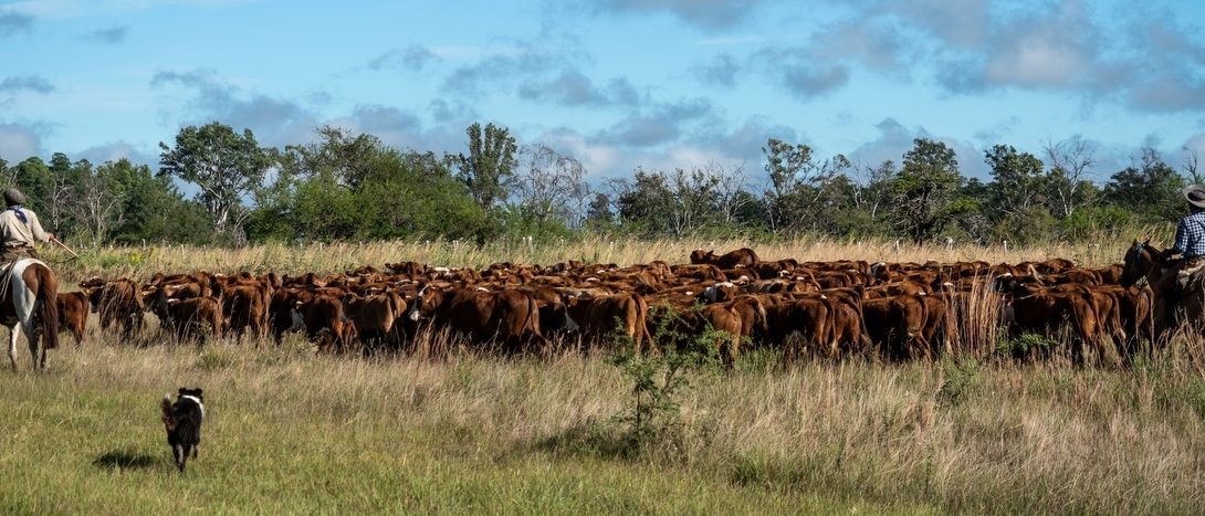 Lote de gado sendo apartado e conduzido em conjunto com cavalos e ajuda de cão pastor